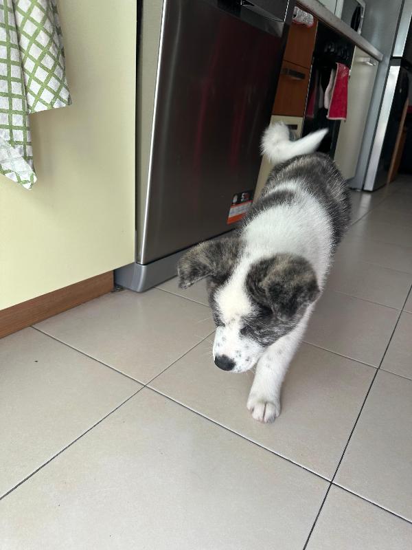 URGENTE cucciola di Akita - media 6